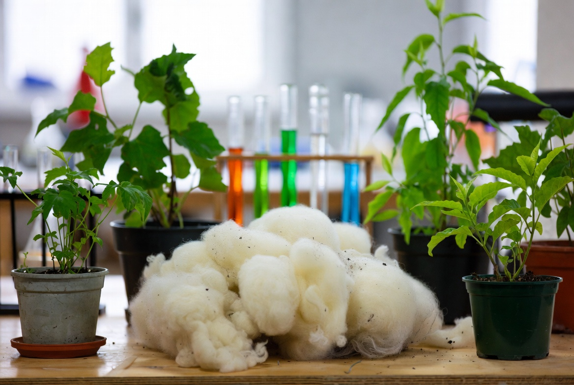 Wool Pellet Fertiliser Yield Improvements