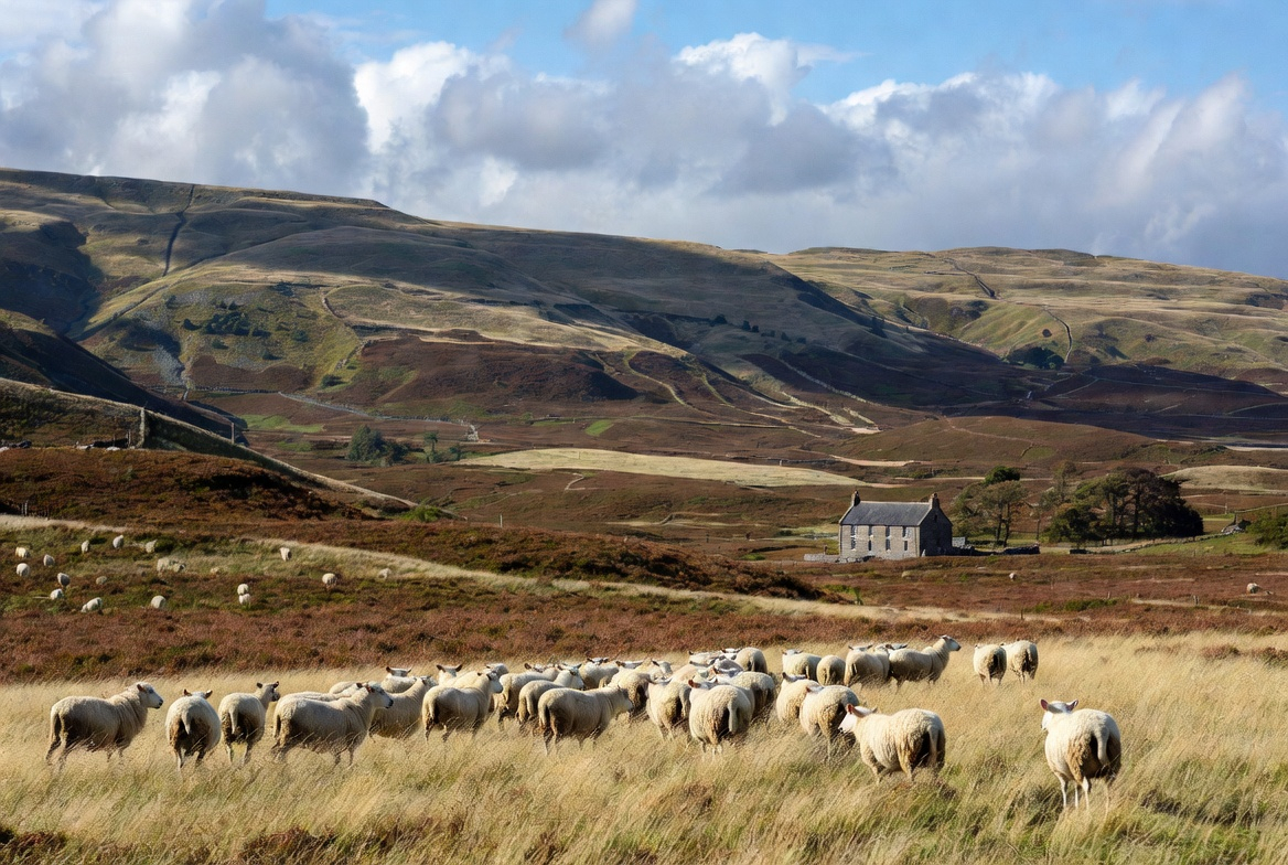 Scotland's Wool Revolution and Sustainable Agriculture